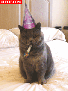 Cat Celebrating